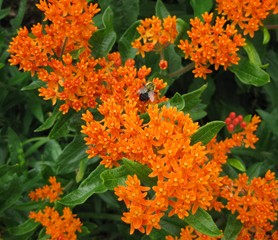 Butterfly milkweed named 2017 Perennial of the Year - Indiana Connection