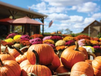 Pumpkin patch photo