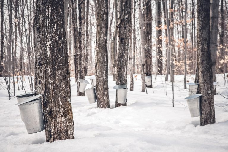 Maple syrup festivals Indiana Connection