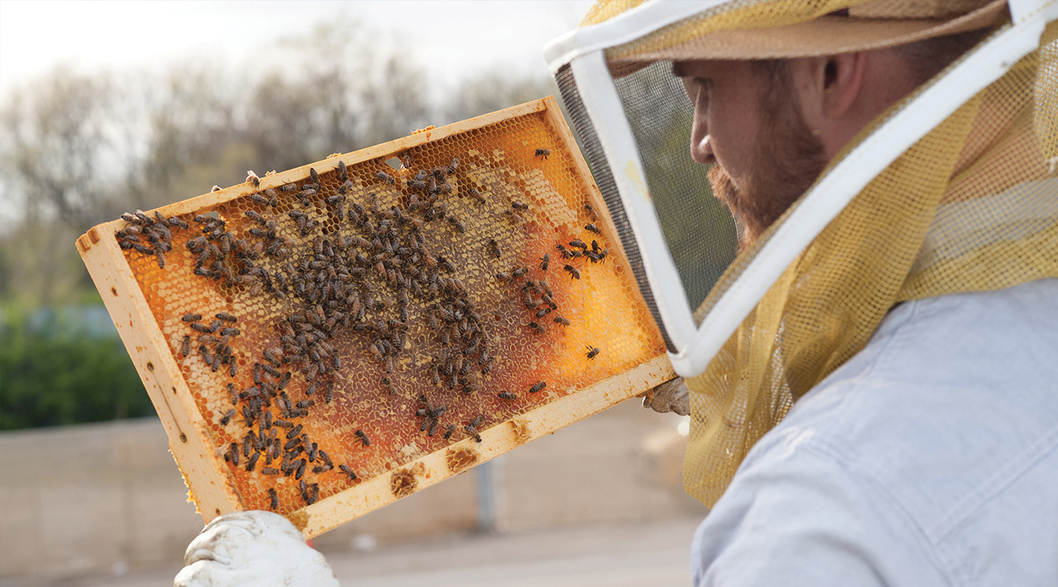 Keepers of the bees - Indiana Connection