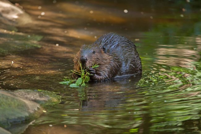 Be a beaver believer - Indiana Connection