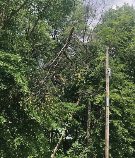 Tree in power line