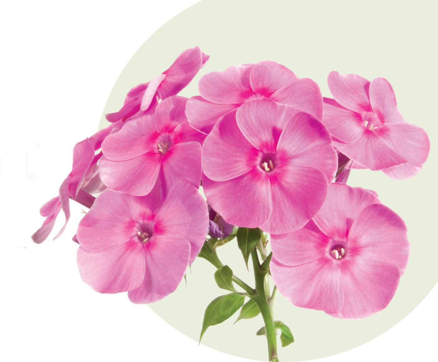 Garden Phlox