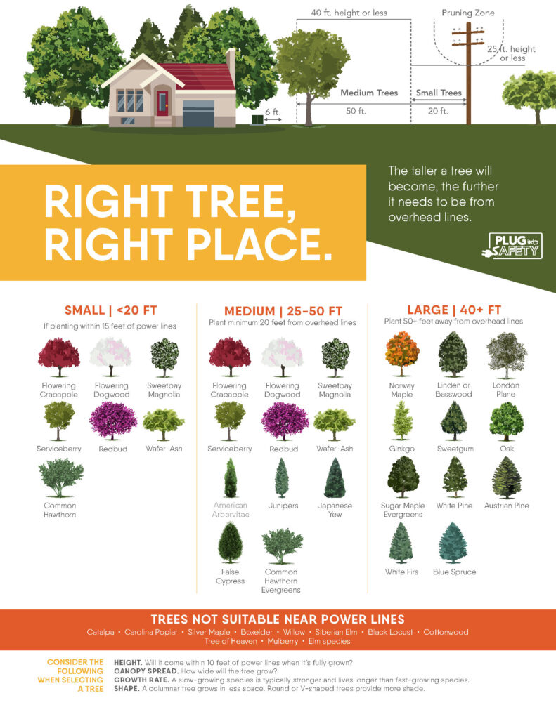 Right tree, right place infographic