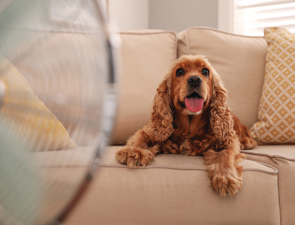 Cocker Spaniel