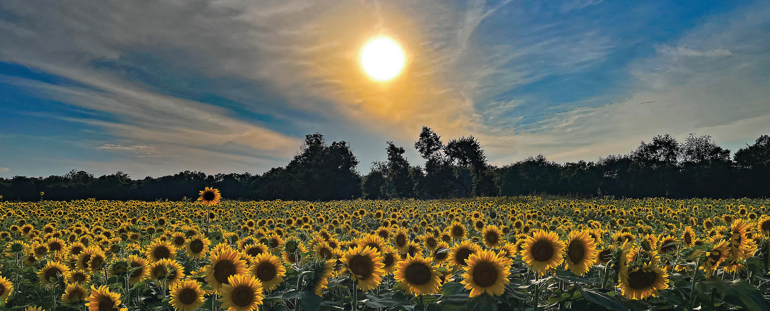 Sunflower field