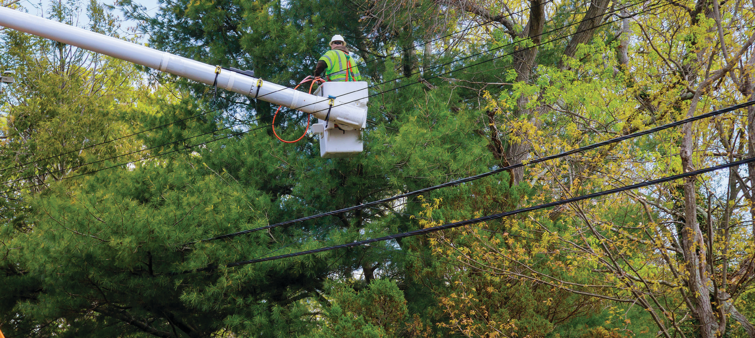 Worker trimming trees