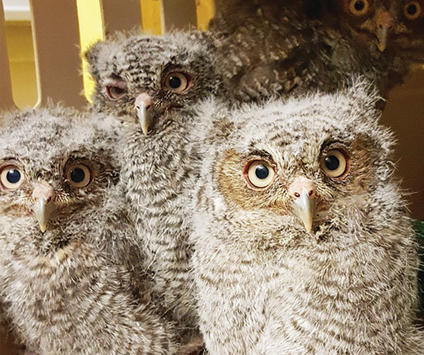 Owls on Hardy Lake