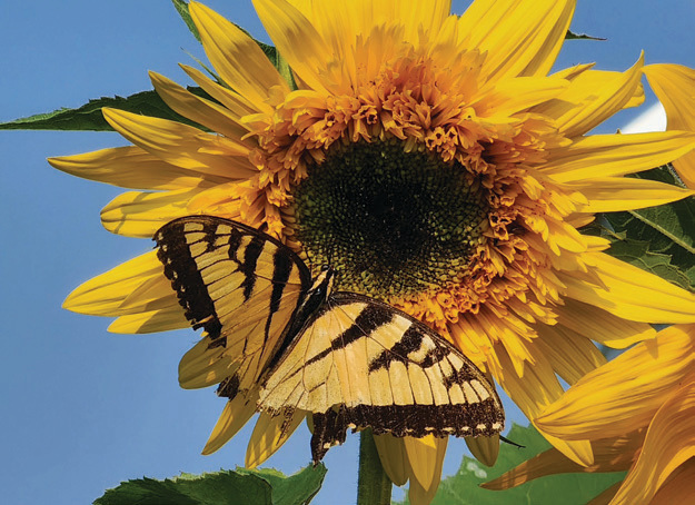 Knobstone Flower Farm