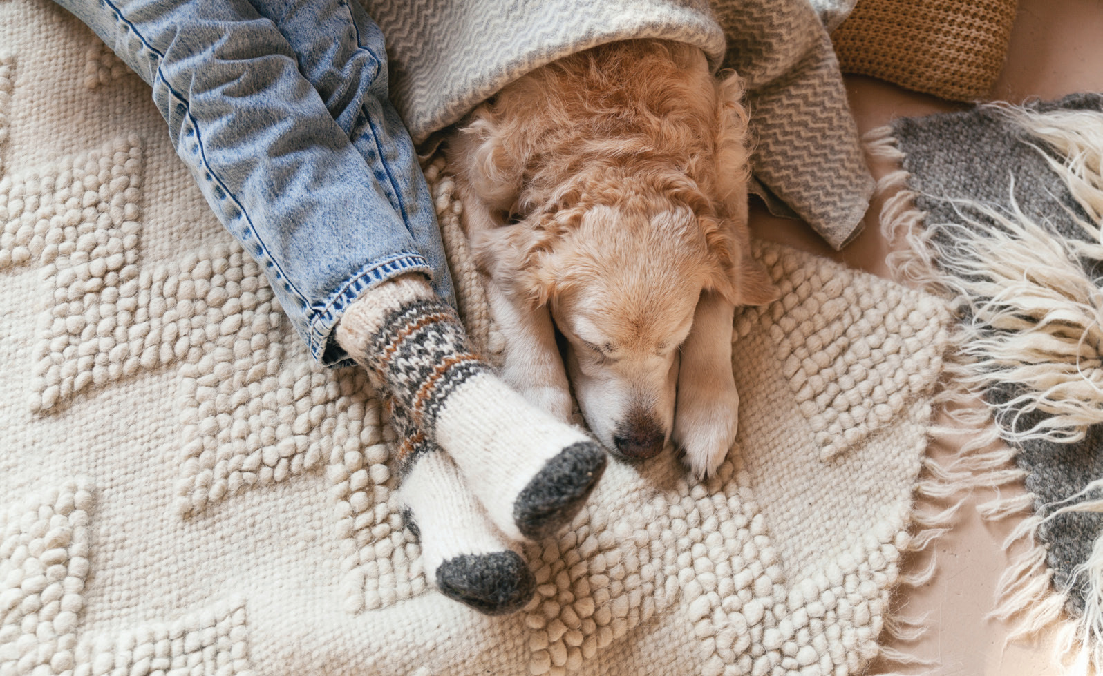 Dog and human on rug