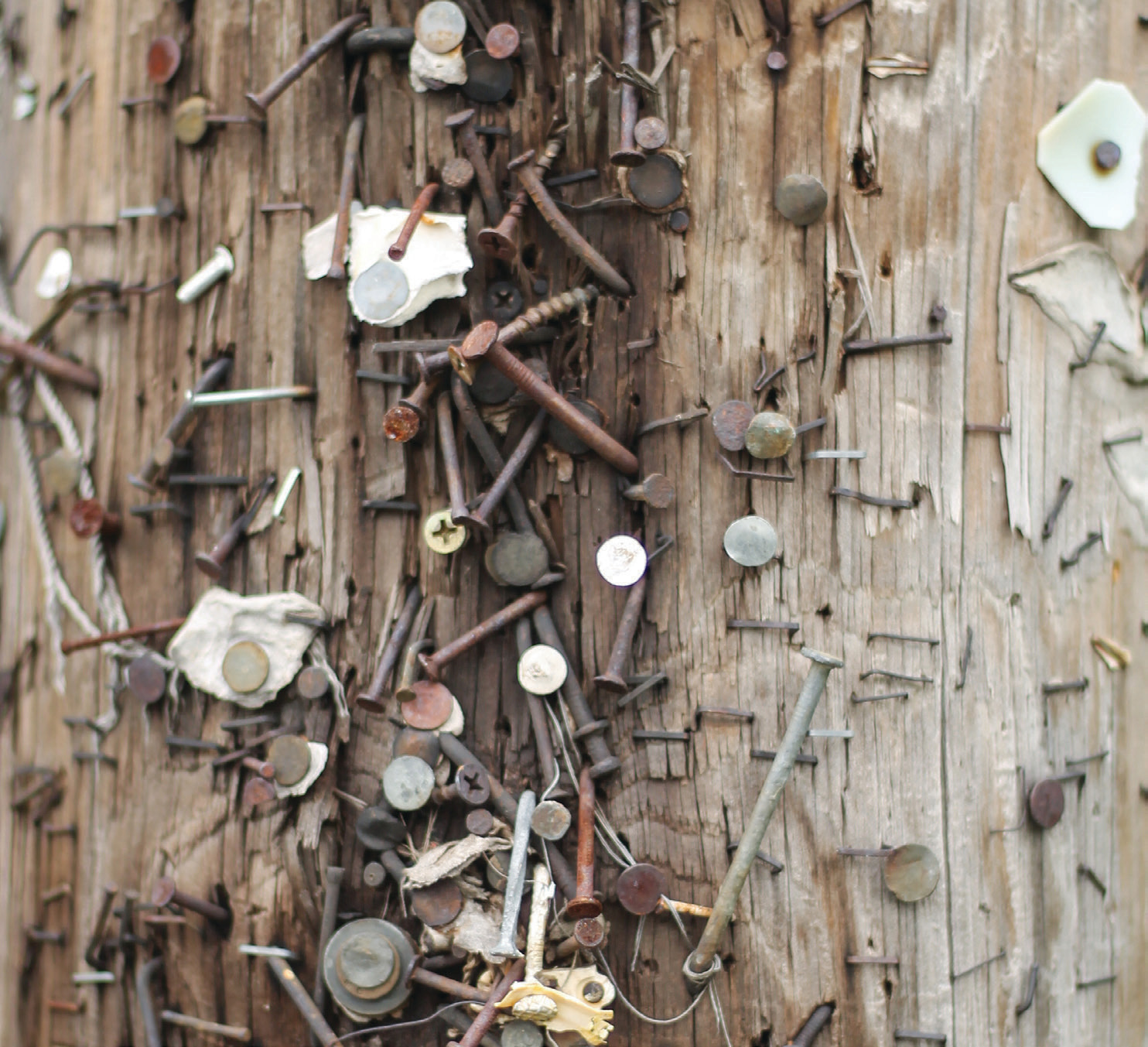 Utility pole with nails